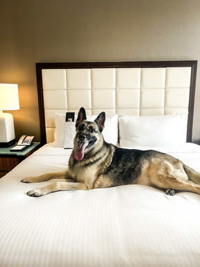 Dog Friendly Fairmont Dallas - Courtesy of Leah Mo